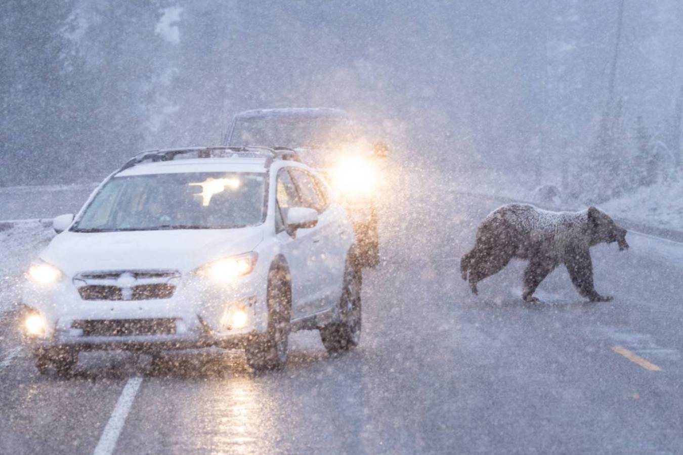 A bear crossing the road in front of a car in winter