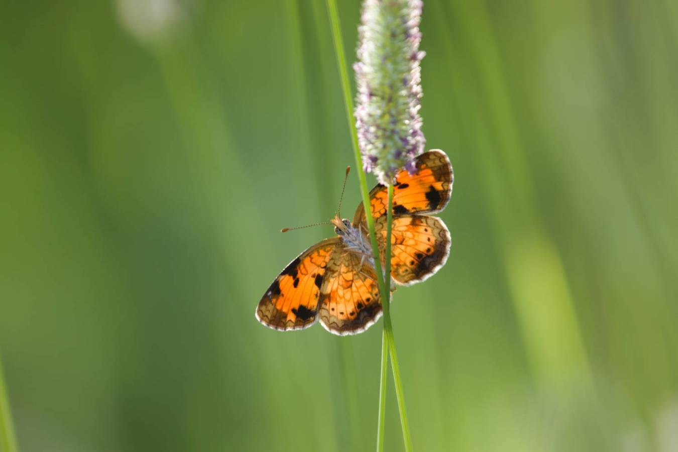 A butterfly in the grass