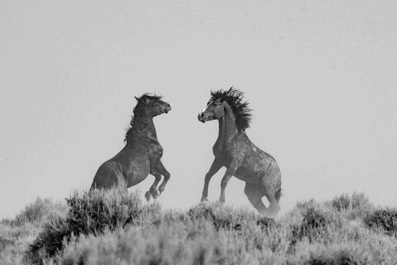 Two horses on a hill