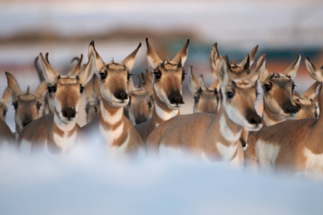 Pronghorns
