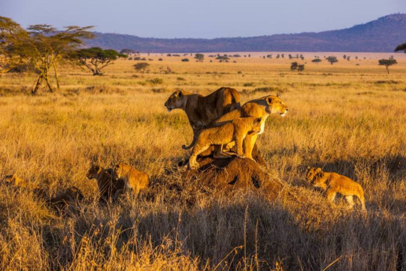 Three lions on a boulder in Africa