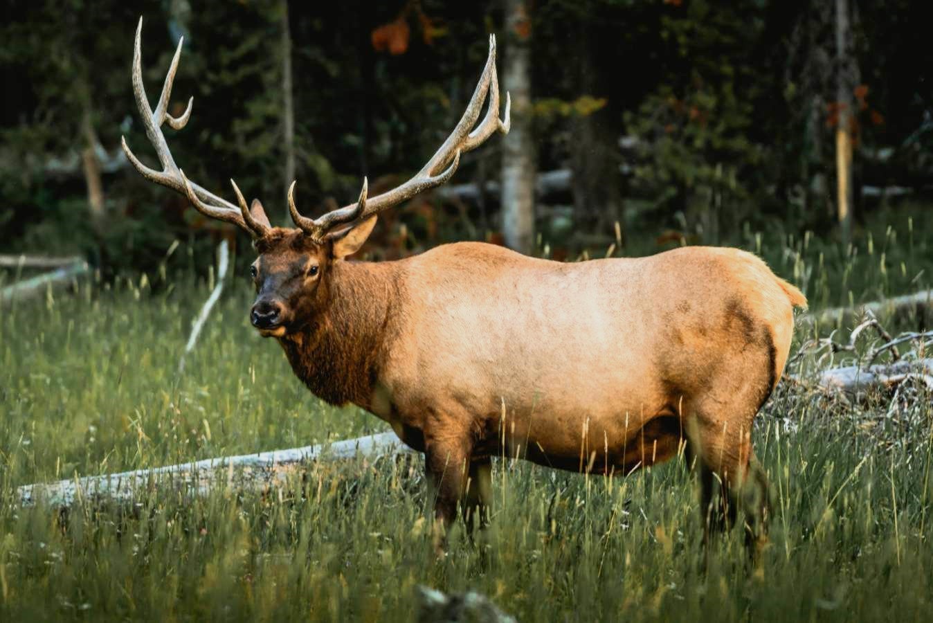 An elk in a forest