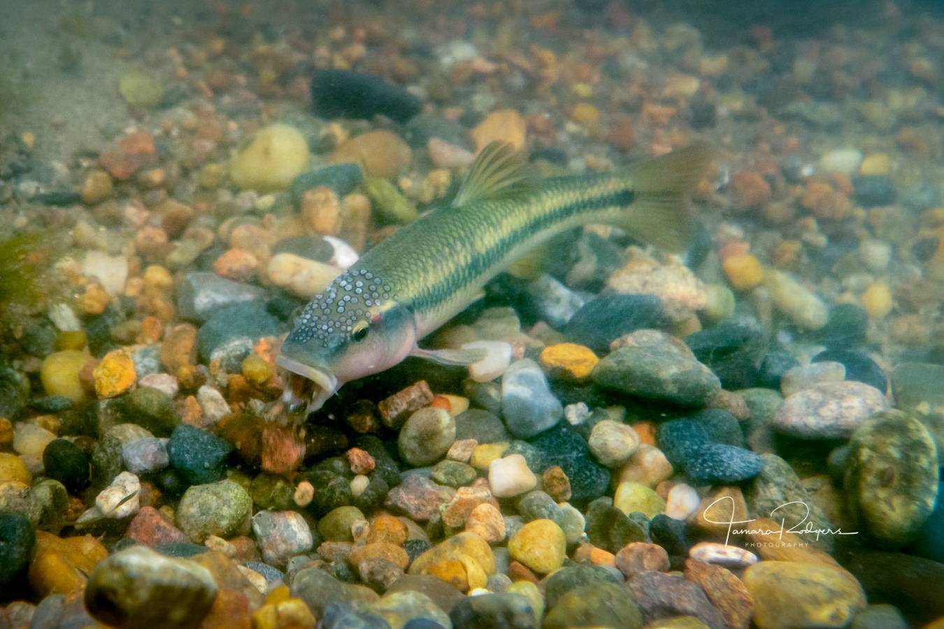 A small grey fish