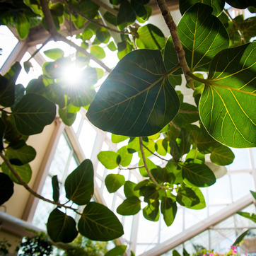A sunlit plant inside the Williams Conservatory
