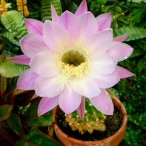 Echinopsis cactus bloom