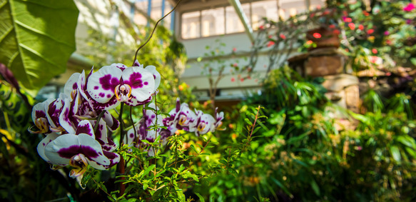 There is a white flower with purple spots in the foreground and an abundance of greenery in the background.