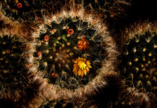 Close up shot of a cactus with an orange and yellow flower blooming out the top.