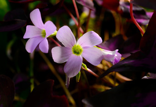 Close-up shot of a light purple flower with a green/yellow center.