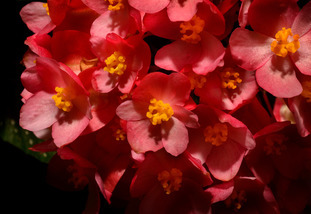 Close-up shot of a bunch of reddish-pink flowers with yellow pistil.