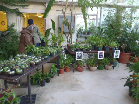 Image of tables full of different plant arrangements at a plant sale