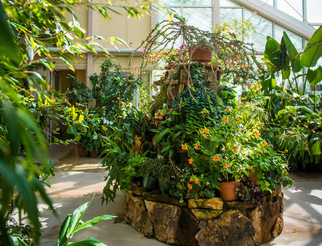 An interior view of the Williams Conservatory with cactus and green plants