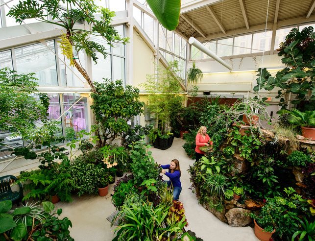 An interior view of the conservatory main atrium with several lush plants among researchers