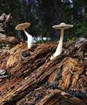 Mushrooms on a log