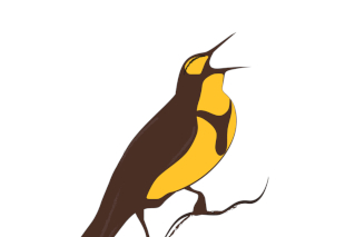 meadowlark singing