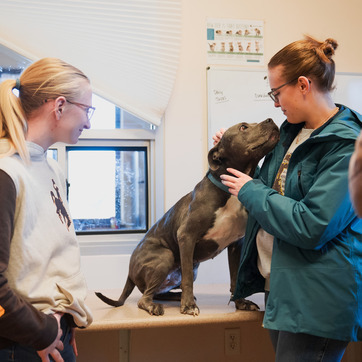 Two students working with dogs