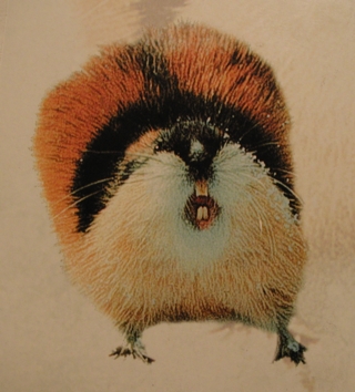 Lemming photo