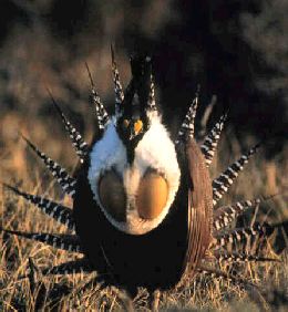 Grouse photo
