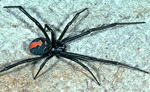 <Redback spider photo>