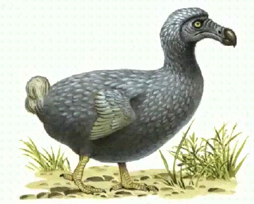 Dodo