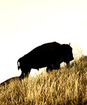 Picture of a Bison on a grassy hillside