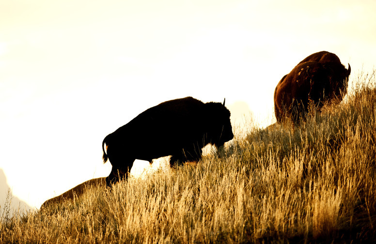 two Bison grazing on hillside