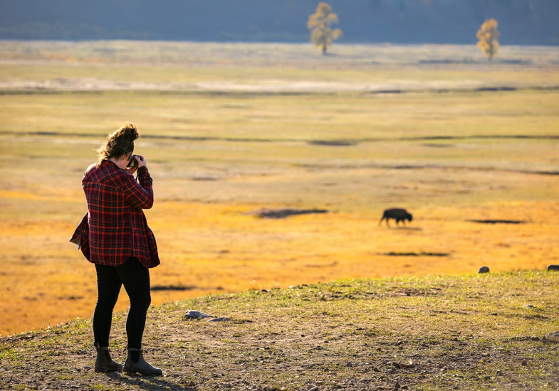 Graduate student photographs buffalo at Yellowstone.