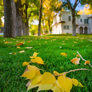 Yellow leaves on green grass with building in background