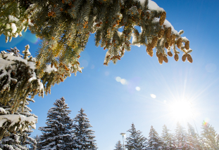 Snow-covered spruce trees
