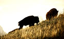 bison in field