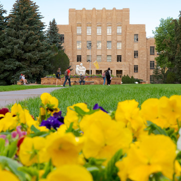 yellow flowers in the quad