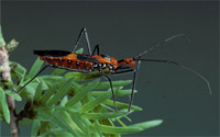 assassin-bug-sm.jpg