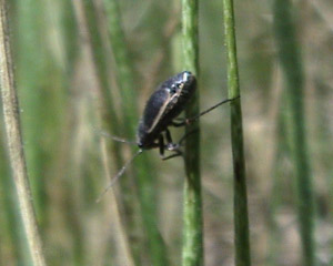 Black Grass Bug