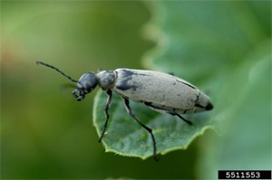 Blister Beetle