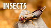 Insects