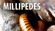 Millipedes