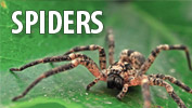 Spiders