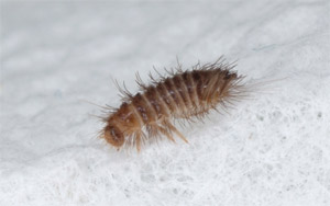 Carpet Beetle Larva