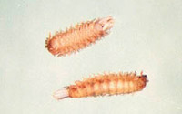 Duff Millipede