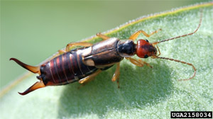 Earwig