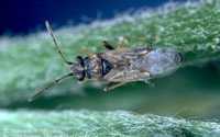 False Chinch Bug