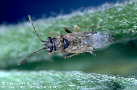 False Chinch Bug