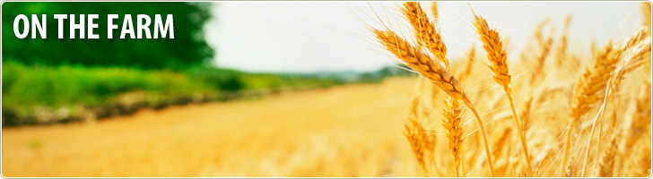 On the Farm