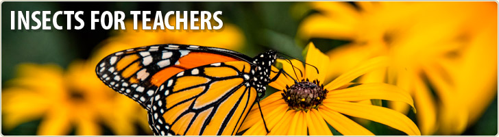 Insects for Teachers
