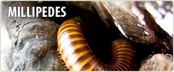 Millipedes