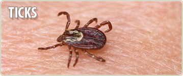 Ticks