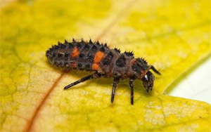 Ladybug Beetle larva
