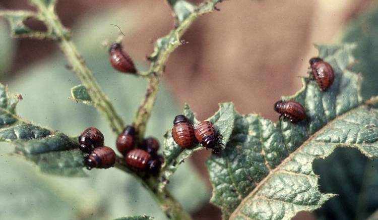 Larvae