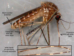 Culex tarsalis mosquito