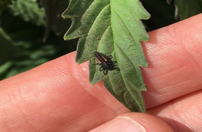 insect on a plant