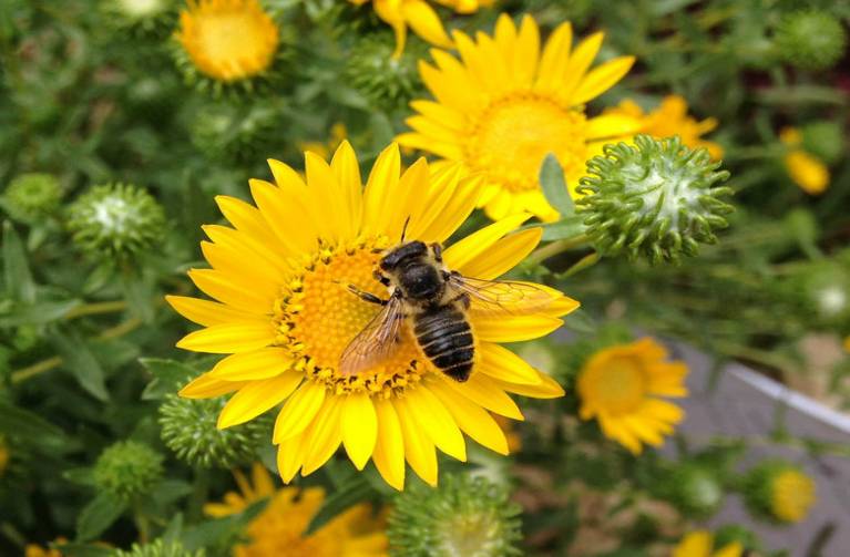 Bee on a flower